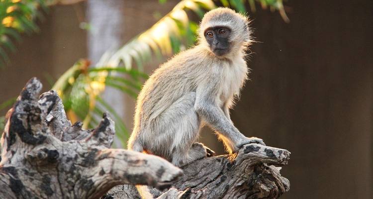 A monkey sitting on a branch with sunlight on its fur.