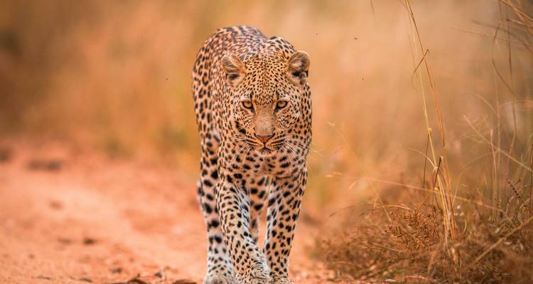 Leopard walking on a dirt path in the savanna.