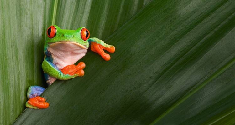 Bunter Frosch, der über ein grünes Blatt späht.