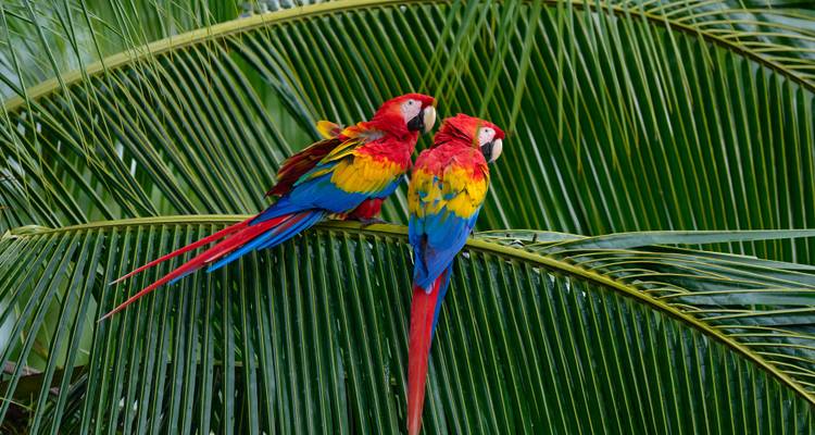 Zwei bunte Hellrote Aras sitzen auf einem Palmwedel vor einem Hintergrund aus sattgrünen Blättern.