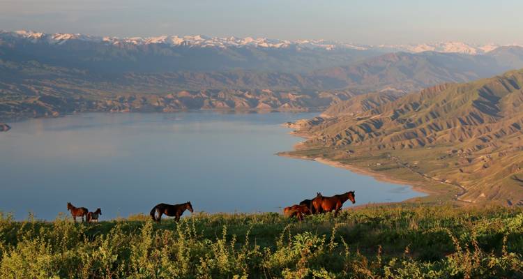 Chevaux broutant sur une crête verte au-dessus d'un vaste lac alpin avec des montagnes enneigées au loin.