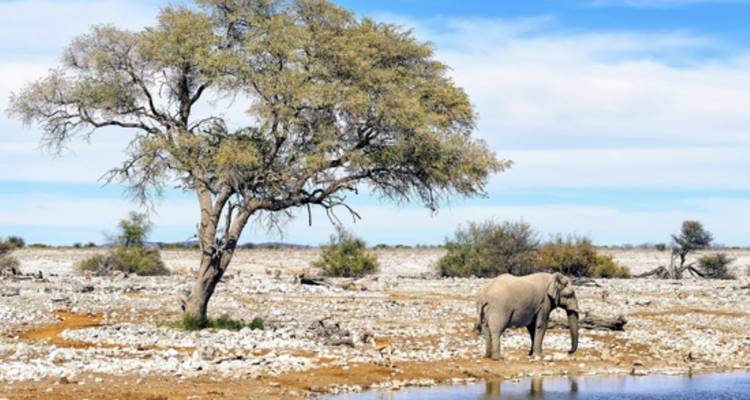 An elephant standing beside a tree in a rocky landscape.