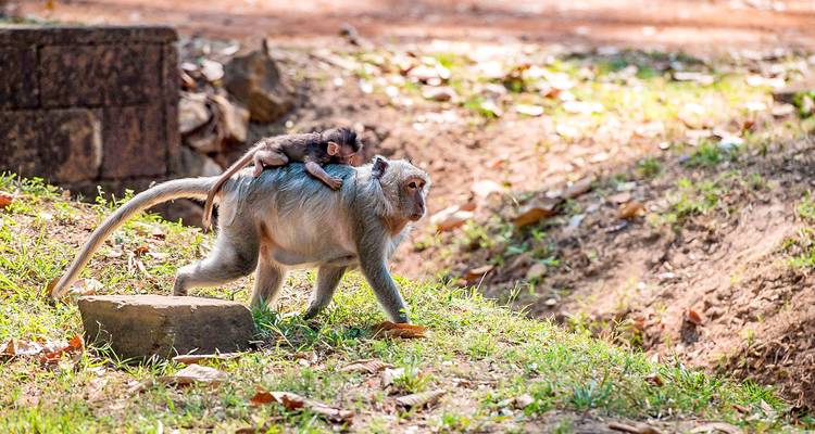 Moederaap met baby die zich vastklamt aan haar rug in een natuurlijke omgeving.