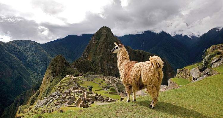 Llama de pie en Machu Picchu con montañas al fondo.