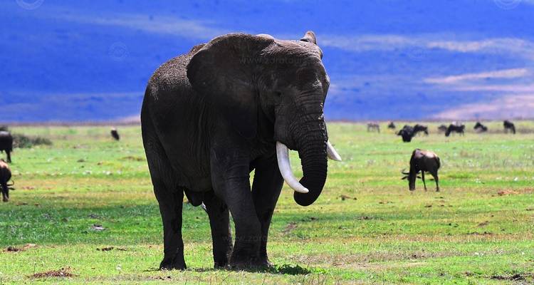 Safari de luxe au Serengeti - Big Five en Tanzanie - Zara Tours (Zara Tanzania Adventures) 3
