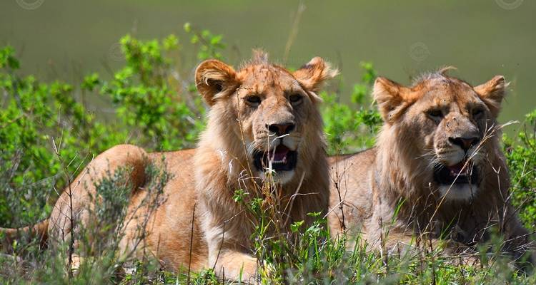 Safari de luxe au Serengeti - Big Five en Tanzanie - Zara Tours (Zara Tanzania Adventures) 4