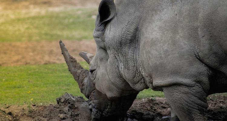Safari de luxe au Serengeti - Big Five en Tanzanie - Zara Tours (Zara Tanzania Adventures) 6
