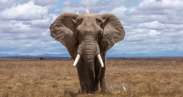 Safari de luxe au Serengeti - Big Five en Tanzanie - Zara Tours (Zara Tanzania Adventures) 8