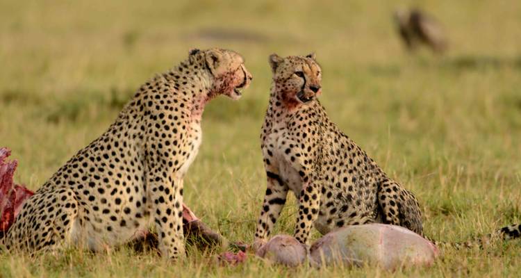 Safari de luxe au Serengeti - Big Five en Tanzanie - Zara Tours (Zara Tanzania Adventures) 9