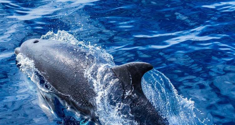 Expérience active de São Miguel - Futurismo Azores Adventures 7