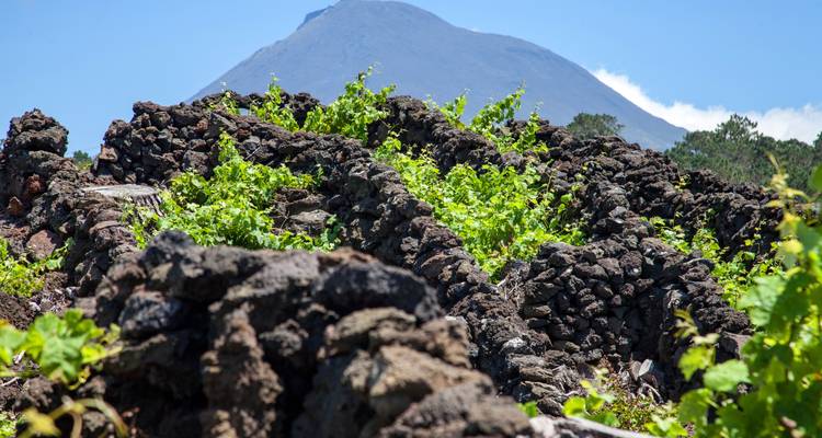 Discover Pico Island - Hiking, Sightseeing and More - Futurismo Azores Adventures 2