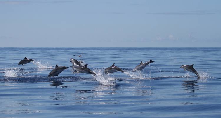 Discover Pico Island - Hiking, Sightseeing and More - Futurismo Azores Adventures 4