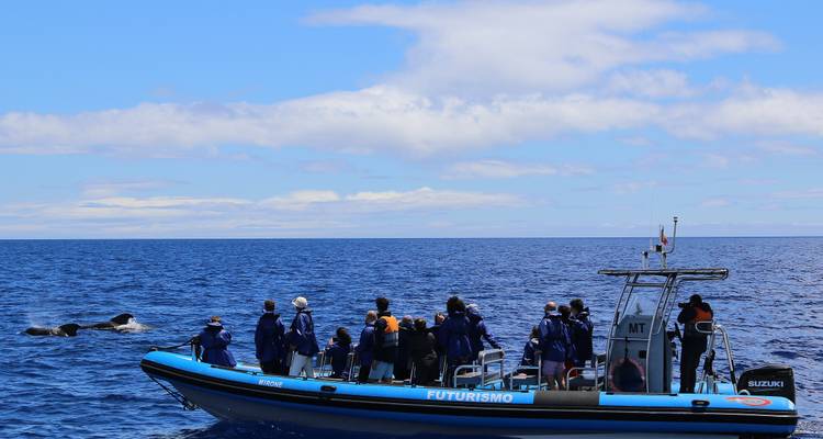 Discover Pico Island - Hiking, Sightseeing and More - Futurismo Azores Adventures 9