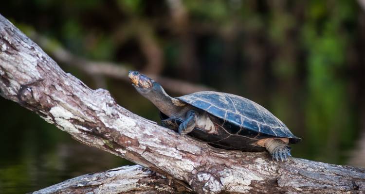 La Selva Amazon Lodge 4 jours - GUIDEcuador Travel 2