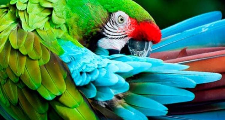 Primer plano de un loro colorido acicalándose las plumas.