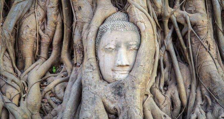 Buddha-Kopf von Baumwurzeln umschlungen.