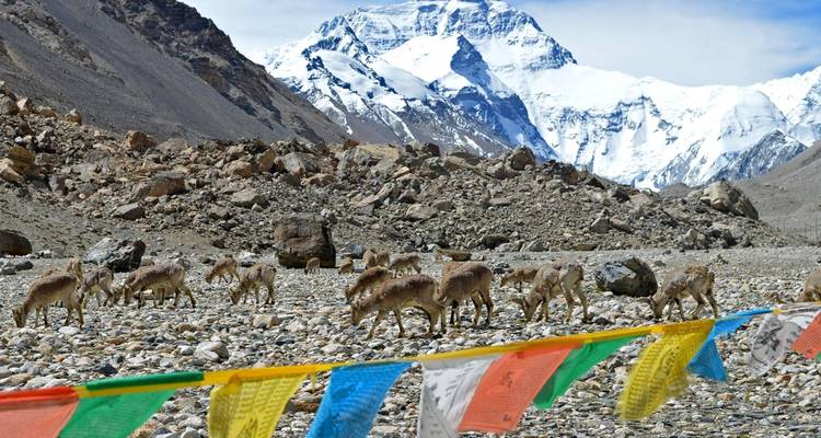 Le Tibet : Trekking au pied de l'Everest, du Lhotse & du Makalu - MOSKITO Adventures 2