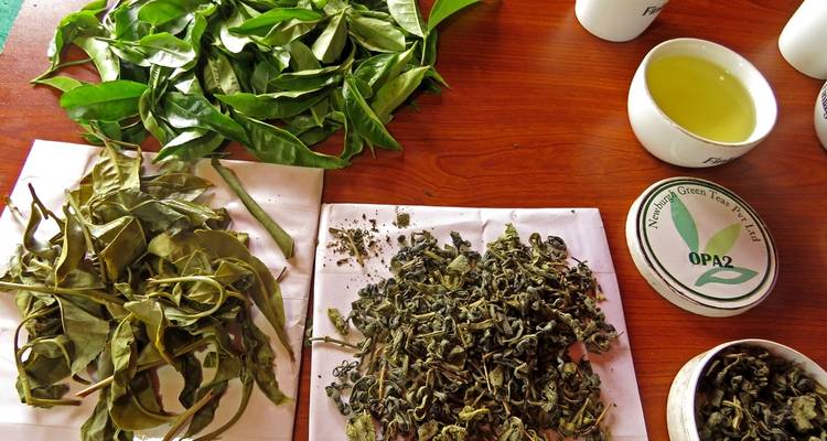 Verschillende vormen van gedroogde en verse theebladeren uitgestald op een tafel.