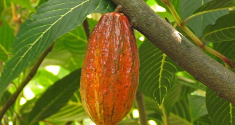 Mumbai, Goa & Kerala Multisport Tour - MOSKITO Adventures 2