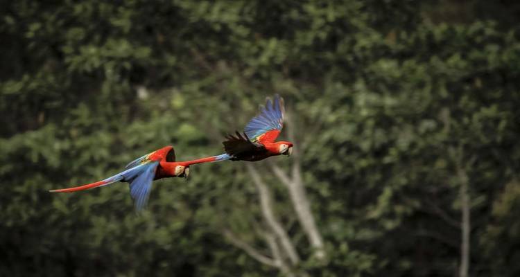 Peru Amazon Extension (Premium) - Explore! 4