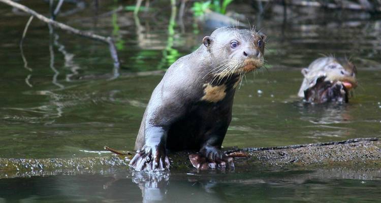 Peru Amazon Extension (Premium) - Explore! 6