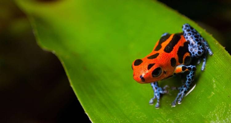 Peru Amazon Extension (Premium) - Explore! 8