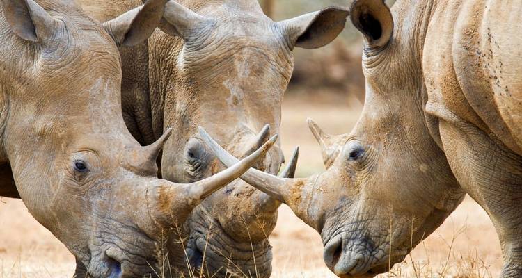 Close-up van drie neushoorns die hun hoorns tonen.