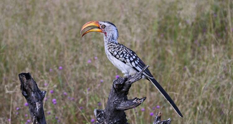 Neushoornvogel zit op een tak in de savanne.