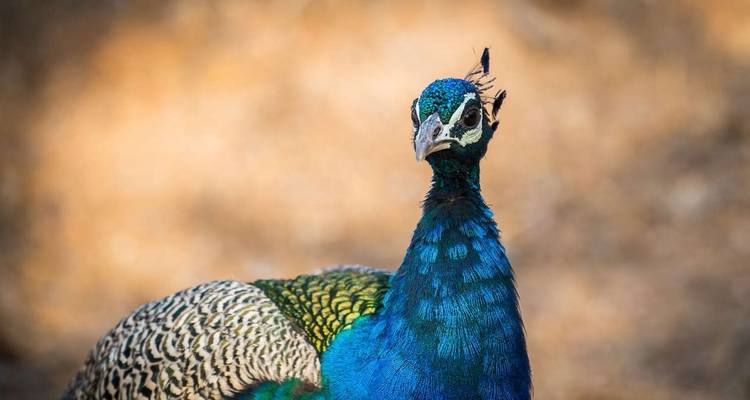 Ranthambore Wildlife Extension - Explore! 1