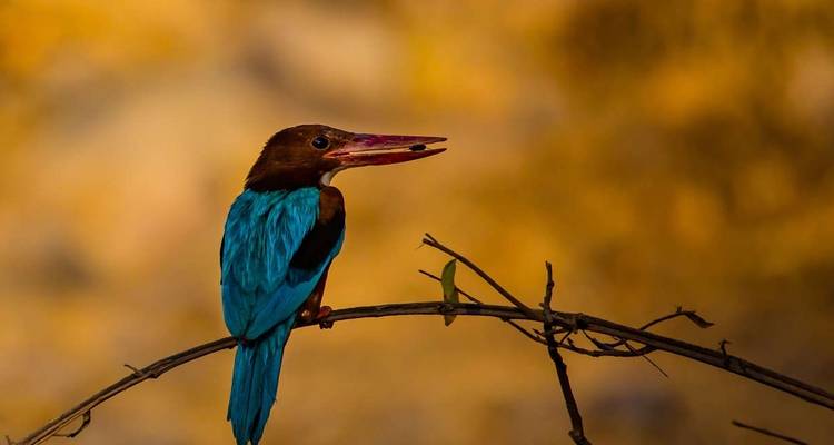 Ranthambore Wildlife Extension - Explore! 2