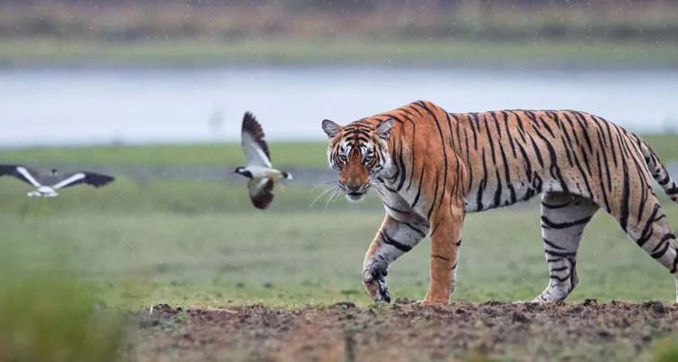 Bengaalse tijger die over open grasland loopt in de buurt van een waterpartij met vogels die in de buurt vliegen