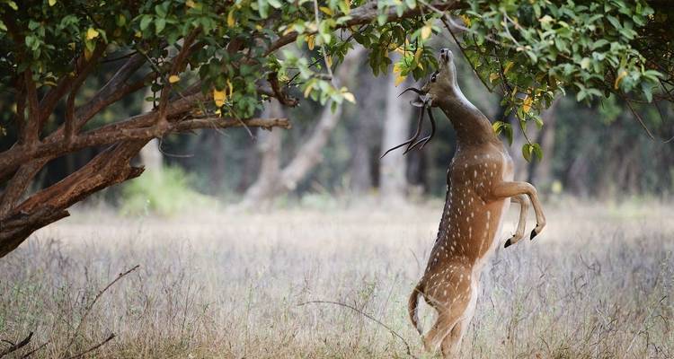 Ranthambore Wildlife Extension - Explore! 6