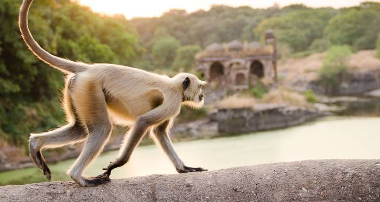 Ranthambore Wildlife Extension - Explore! 4