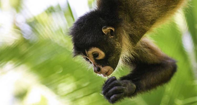 Aspectos destacados de Costa Rica en familia - Explore! 1