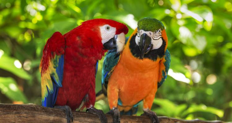 Maravillas naturales de Costa Rica - Wingbuddy 2