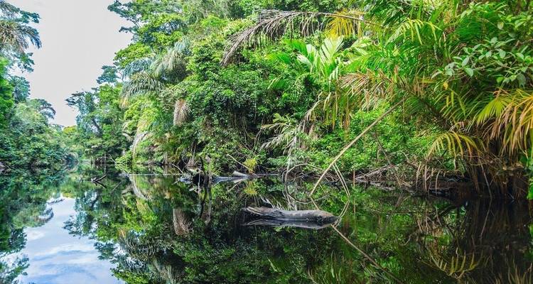 Dichter Regenwald mit einem ruhigen Fluss, der das Grün widerspiegelt.