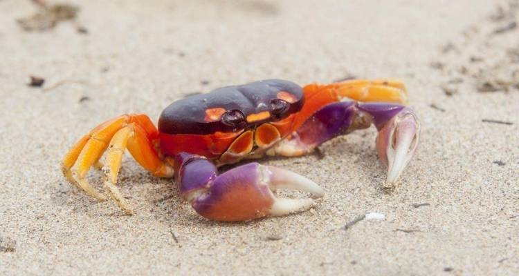 Bunte Krabbe auf einem sandigen Strand.