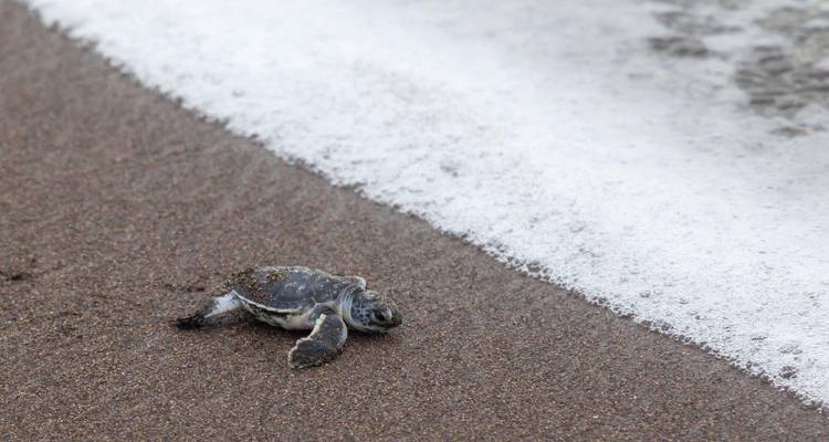 Babyschildkröte auf sandigem Strand nähert sich dem Ozean.