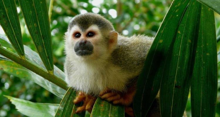 Aventura Romántica en Costa Rica (Bajo petición) - Destination Services Costa Rica 4