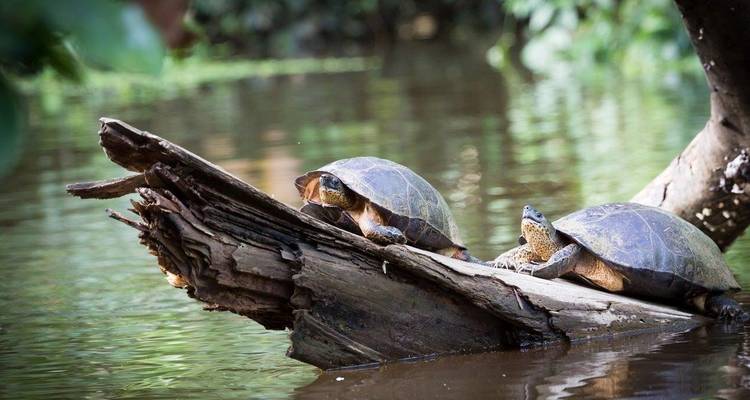 Le meilleur du Costa Rica, autotour - Destination Services Costa Rica 6