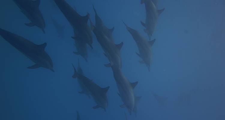 MALDIVES BEST SELLER !  Forfait voyage ~ 4 jours au paradis ! - BeachLife Tours 7