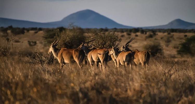 Safari a las colinas Shimba, Ngutuni y Salt Lick, escapada (Bajo petición) - Prime Safaris 5