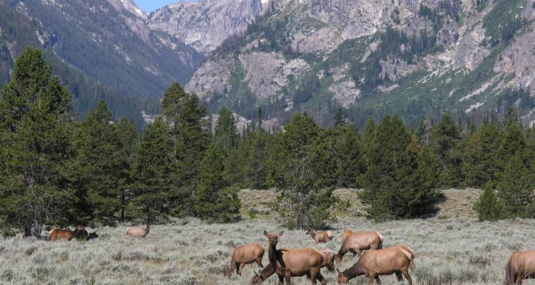 Yellowstone y Grand Tetons - Contiki 6
