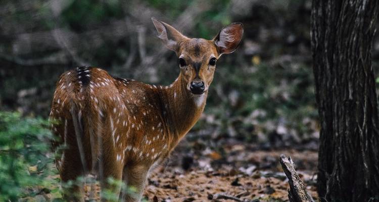 Voyage au Sri Lanka pour un couple - Holiday Lanka Tours 7