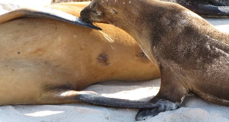 Galápagos Express 6 días de excursión por las islas - GUIDEcuador Travel 2