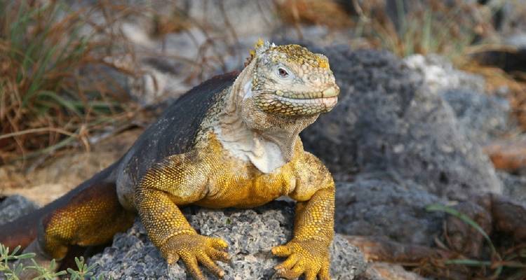 Galápagos Express 6 días de excursión por las islas - GUIDEcuador Travel 4