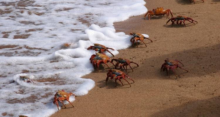 Galápagos Express 6 días de excursión por las islas - GUIDEcuador Travel 7