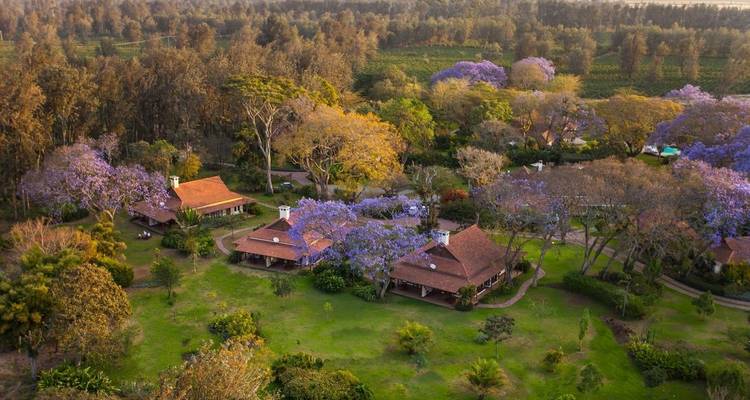 Luftaufnahme einer Lodge umgeben von blühenden Jakaranda-Bäumen.
