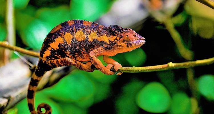 Meilleure aventure personnalisée à Madagascar, départ quotidien et guide privé - Agate Travel 8