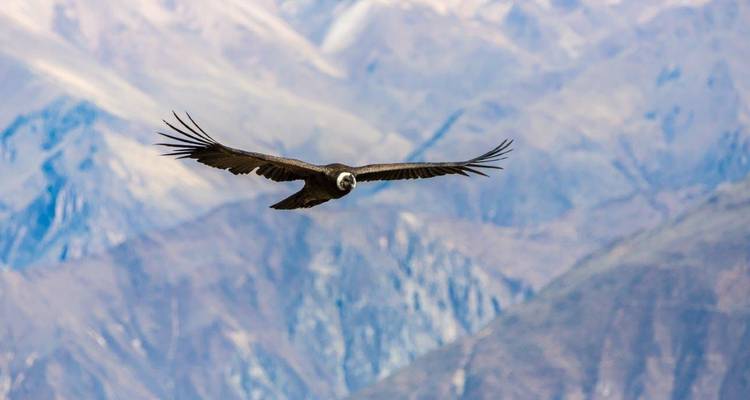 Majestueuze condor die zweeft tegen een achtergrond van ruige bergen.